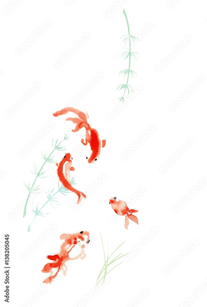 Fototapeta premium 金魚、赤のみ、水草