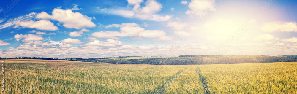 path  through Golden wheat field, perfect blue sky. majestic rural landscape. harvest concept. soft light effect. instagram toning filter.