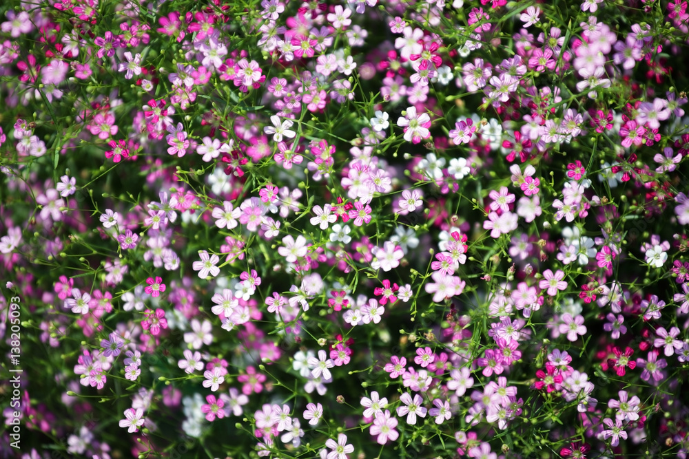 Background with tiny colorful flowers Background with tiny colorful flowers