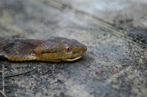 copperhead