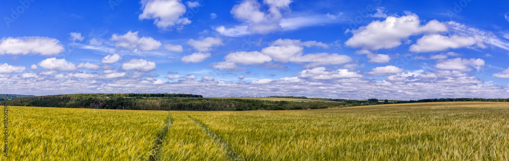 road  through Golden wheat field, perfect blue sky. majestic rural landscape. harvest concept