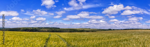 road  through Golden wheat field  perfect blue sky. majestic rural landscape. harvest concept