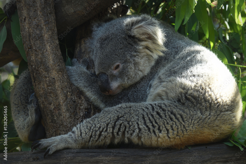 Fototapeta premium Koala bear lovely wildlife in the World.