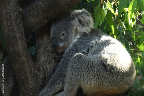 Koala bear lovely wildlife in the World.