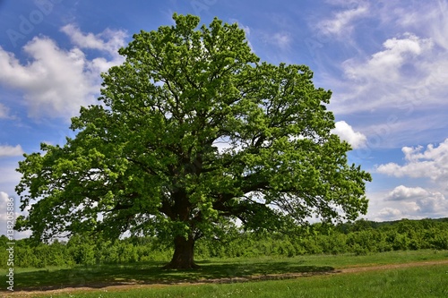 Spring alone oak on a hill