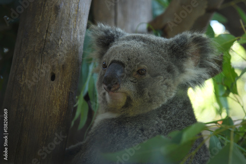 Fototapeta Naklejka Na Ścianę i Meble -  Koala bear lovely wildlife in the World.
