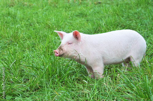 Pig on a green grass.