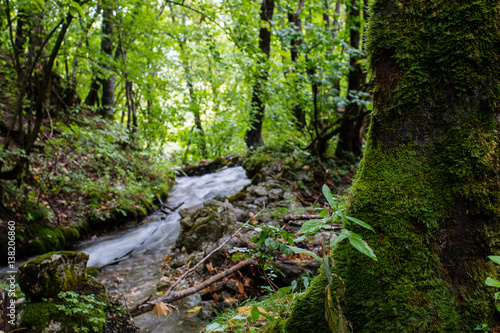 stream in the forest