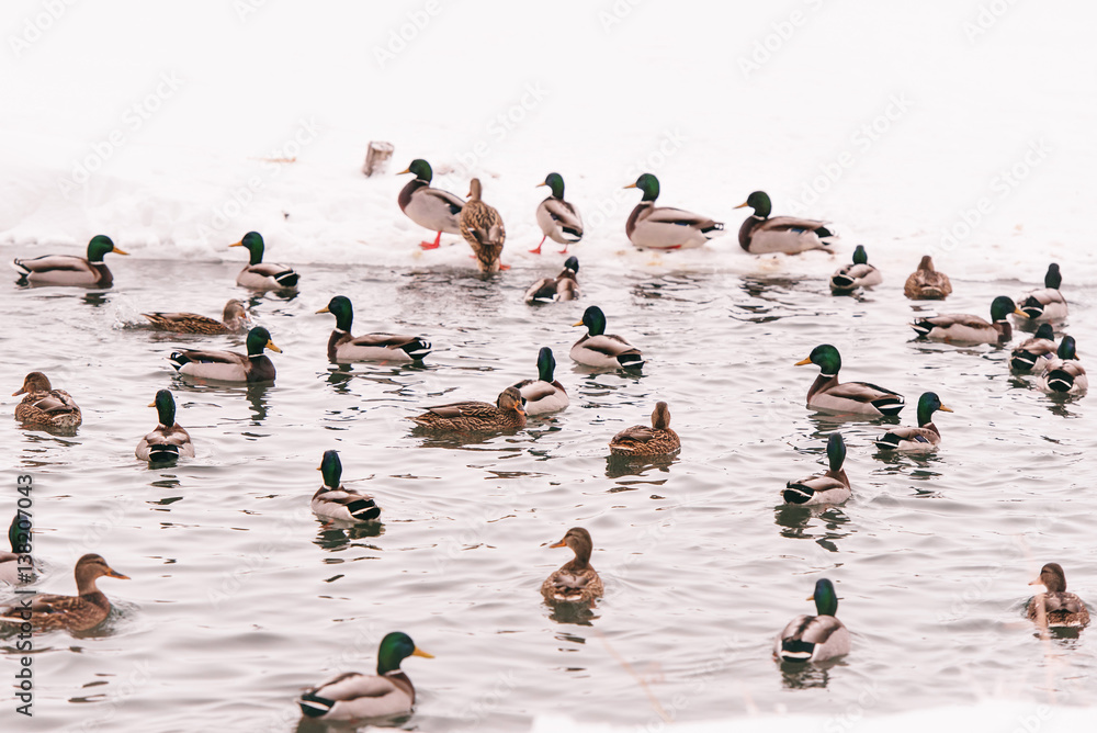 Fototapeta premium wild ducks on the shore of the frozen pond in the snow (on Hoth birds)
