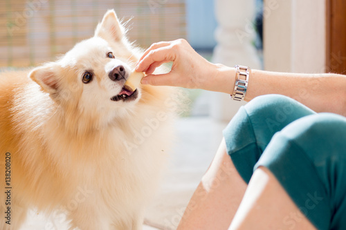 woman hand feeding pet dog while training giving a reward