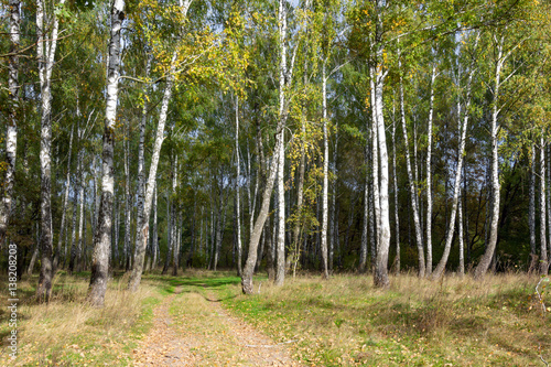 birch grove on a sunny day in May