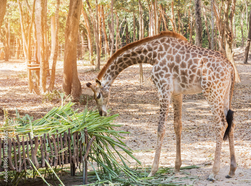   young giraffe stand eating grass from the manger
