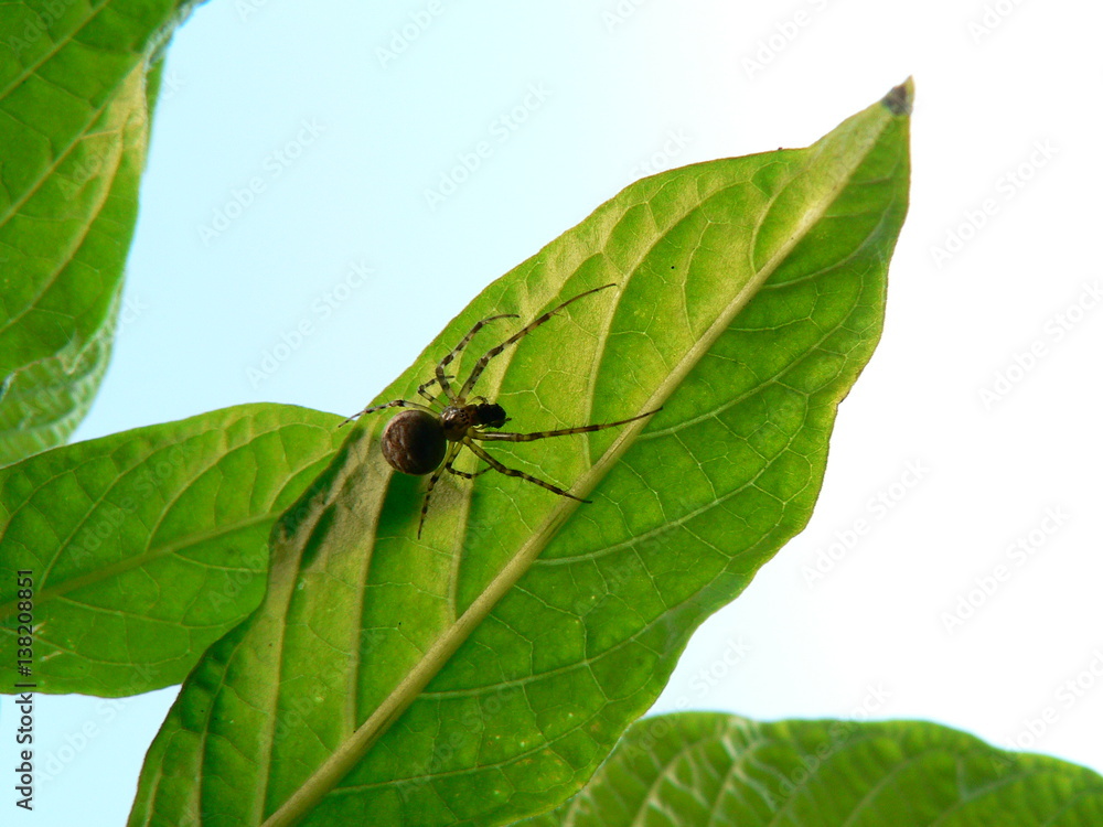 Spinne auf grünem Blatt Spinne auf grünem Blatt