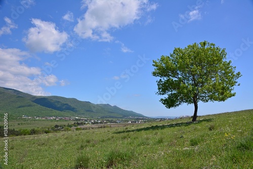 Spring alone tree on a hill