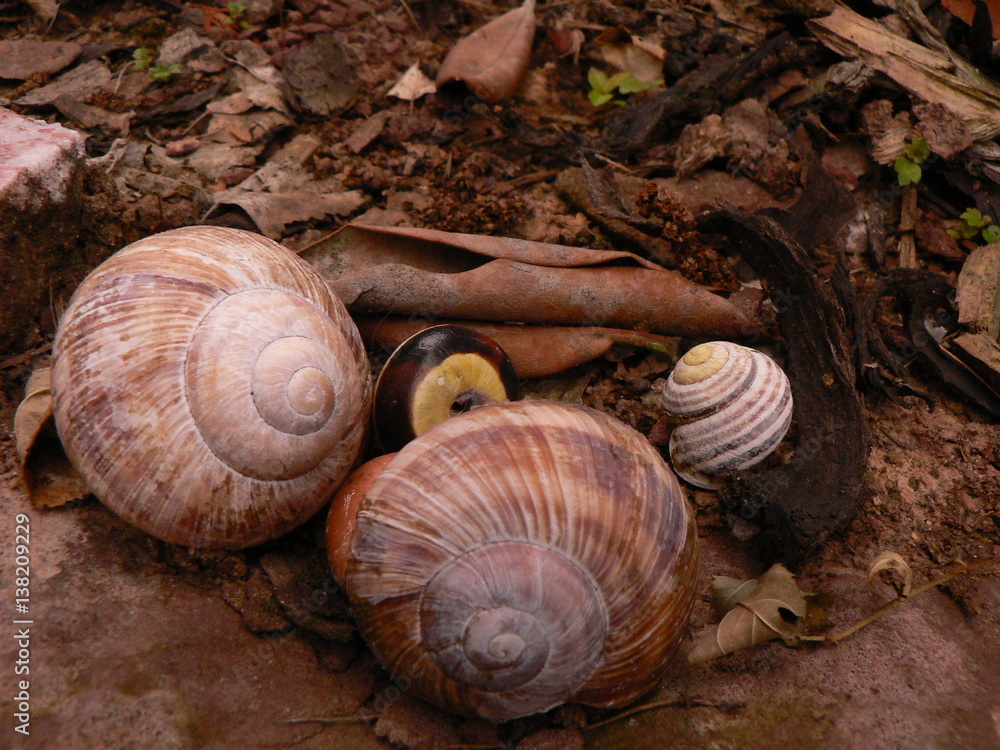 Schnecken und ihre Häuser Stock Photo Adobe Stock
