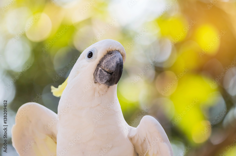 Fototapeta premium Close up white sulphur crested cockatoo (Cacatua galerita) in natural