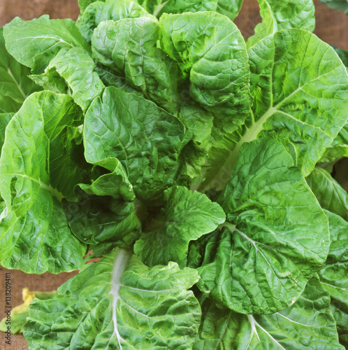 Chinese cabbage  bok choy 