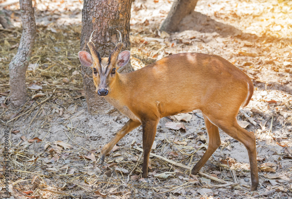 Fototapeta premium young barking deer (Muntiacus muntjak) wildlife in the natural 