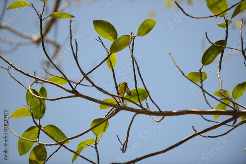 Prairie Warbler (Setophaga discolor) photo