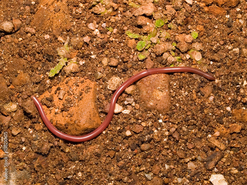 Wurmschlange, Blödauge, typhlops vermicularis photo