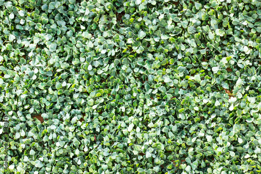 Backdrop for weddings.