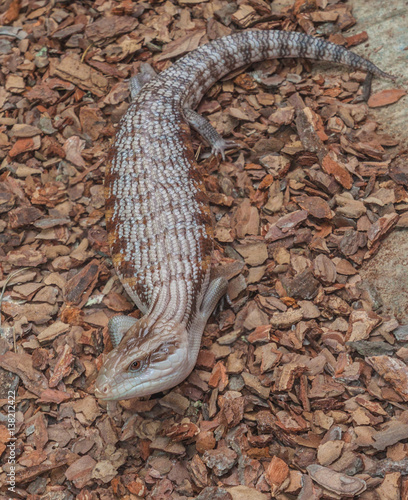 Common gigantic lizard Tiliqua scincoides of plate-tailed lizard photo