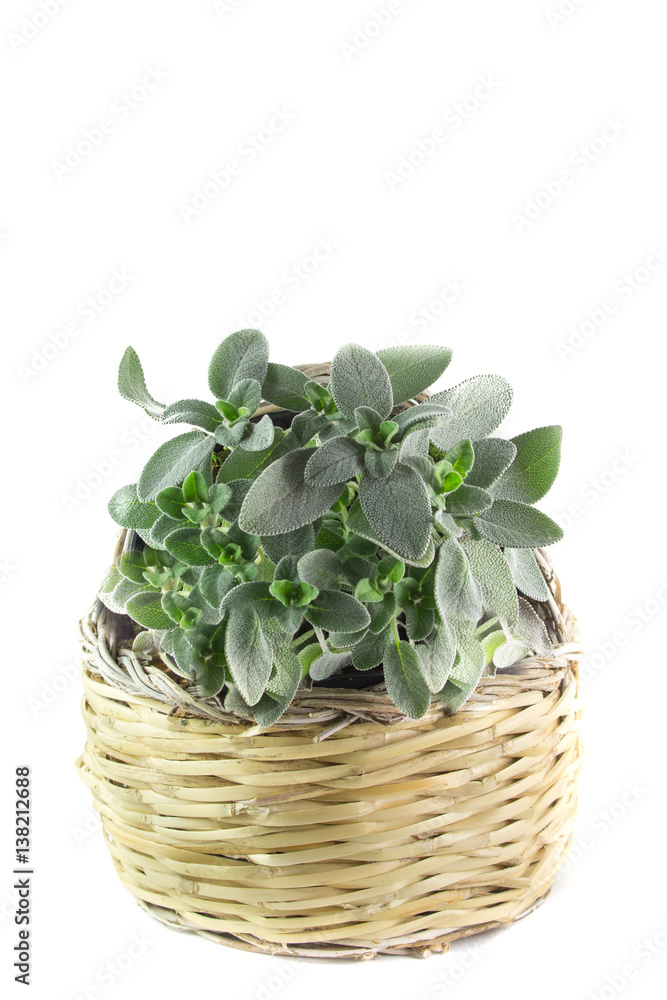 Naklejka premium Pianta di salvia in cesto