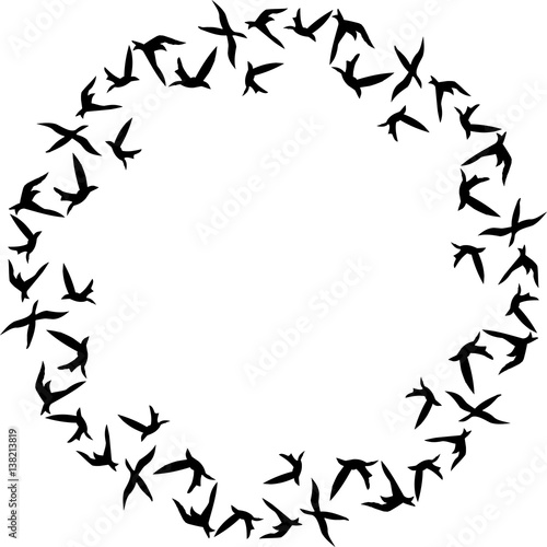 Photography Flock of birds flying in circle