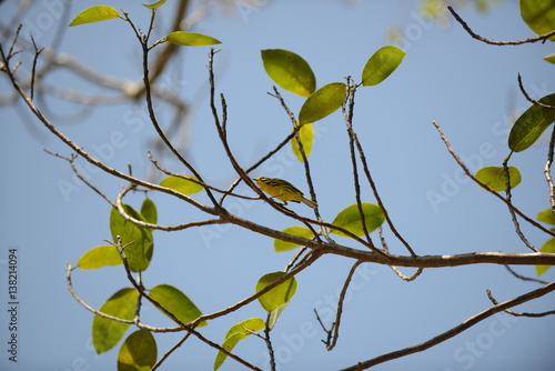 Prairie Warbler (Setophaga discolor) photo