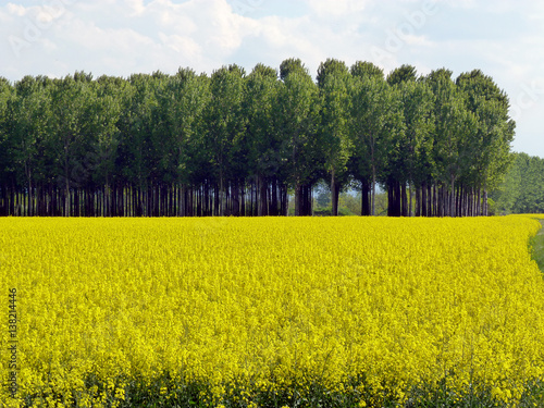 Rape blossom fields in spring4 photo