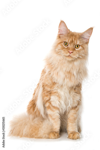 Fototapeta Naklejka Na Ścianę i Meble -  Maine Coon