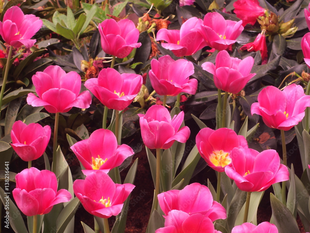 Obraz premium Tulips pink soft image / Pink Tulips wallpaper