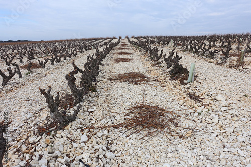 taille des vignes photo