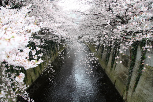 Cherry blossoms along the Kanda River in Tokyo, JAPAN photo