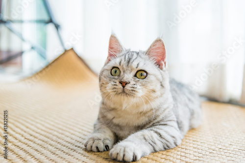 Fototapeta Naklejka Na Ścianę i Meble -  Beautiful cat looking