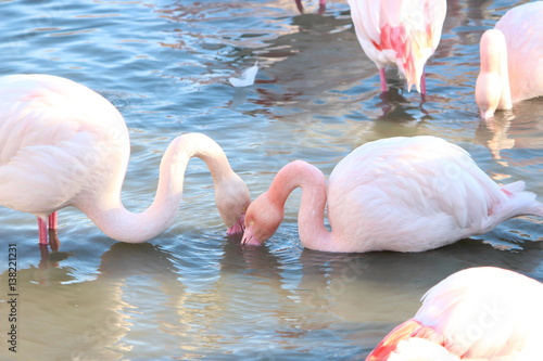 flamants roses au parc ornithologique, Camargue, France photo