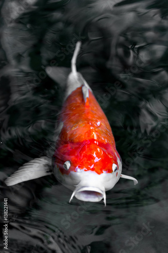 beautifulfish CARP fancy /  koi fish swimming in pond, japanese National animal photo