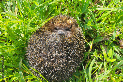 Hedgehog on green grass photo