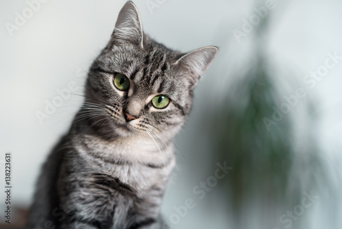 Beautiful American Shorthair cat with green eyes