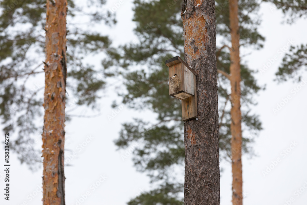 house for the birds on the tall pines