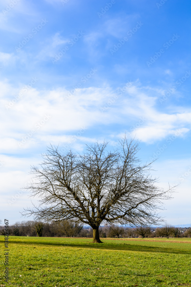 Einsamer Baum auf grünem Feld Einsamer Baum auf grünem Feld