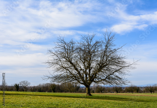 Einsamer Baum auf grünem Feld