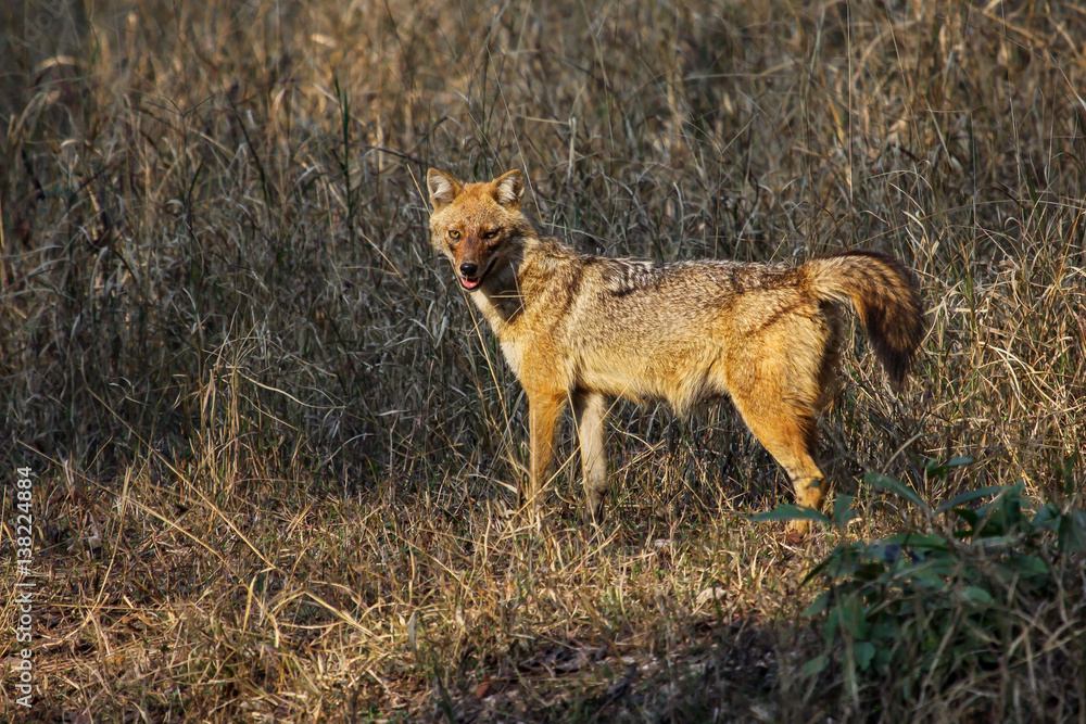 Fototapeta premium Golden Jackal in the grassland, Pench National Park, India