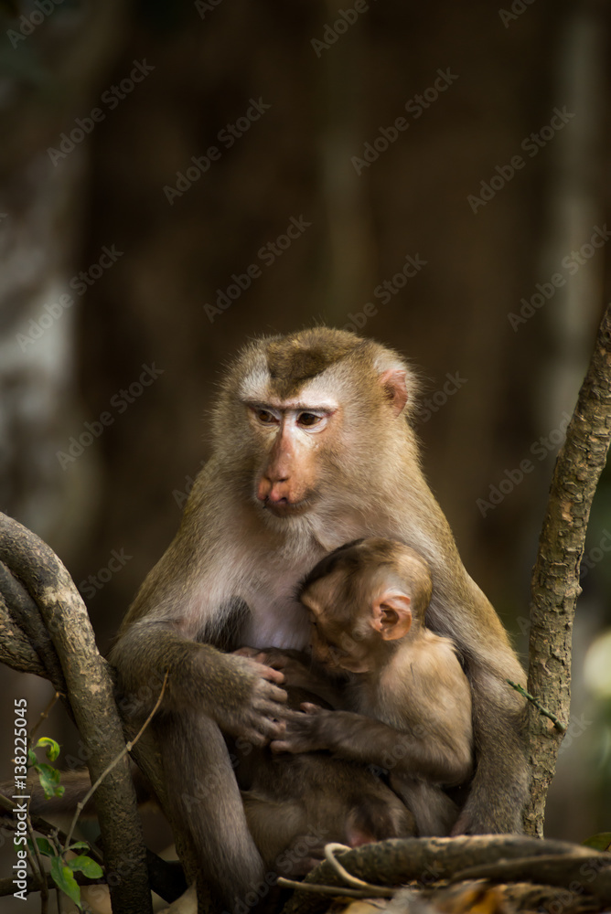 Monkey in the forest Monkey in the forest