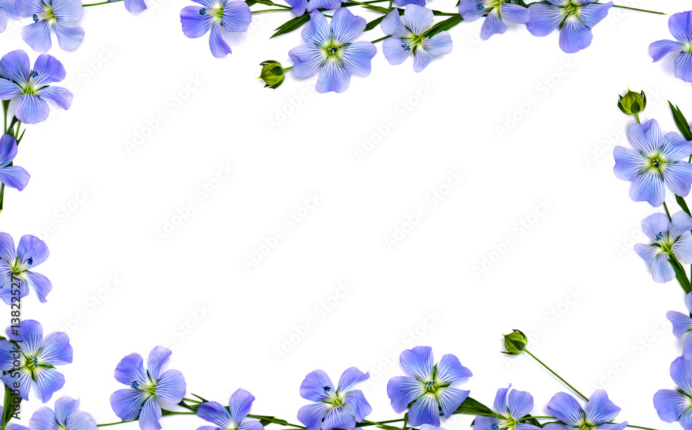 Frame of flowers and capsules with seed flax (Linum usitatissimum) common names: common flax or linseed on a white background with space for text. Top view, flat lay
Frame of flowers and capsules with seed flax (Linum usitatissimum) common names: common flax or linseed on a white background with space for text. Top view, flat lay