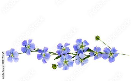 Foto Flowers and capsule with seed flax (Linum usitatissimum) common names: common flax or linseed on a white background with space for text