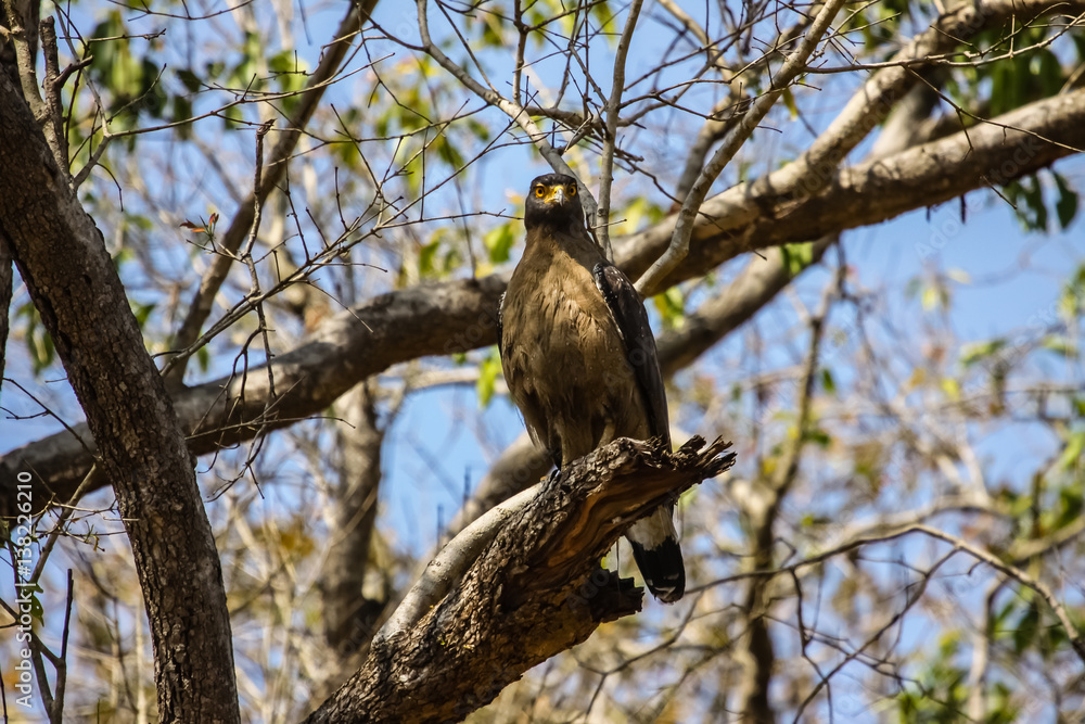 Crested serpent eagle perching on a branch, Kanha National Park, India Crested serpent eagle perching on a branch, Kanha National Park, India