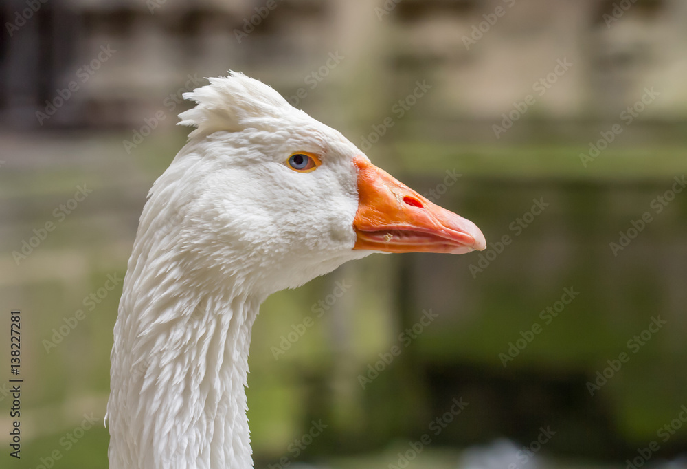 goose head