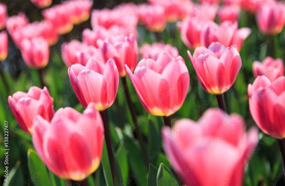 Tulips Tulips