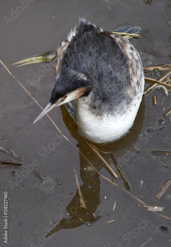 Toot or grebe. Bird in water photo